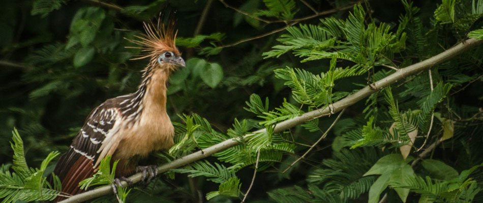 shanshoen in the middle of the jungle, Tambopata, Peru