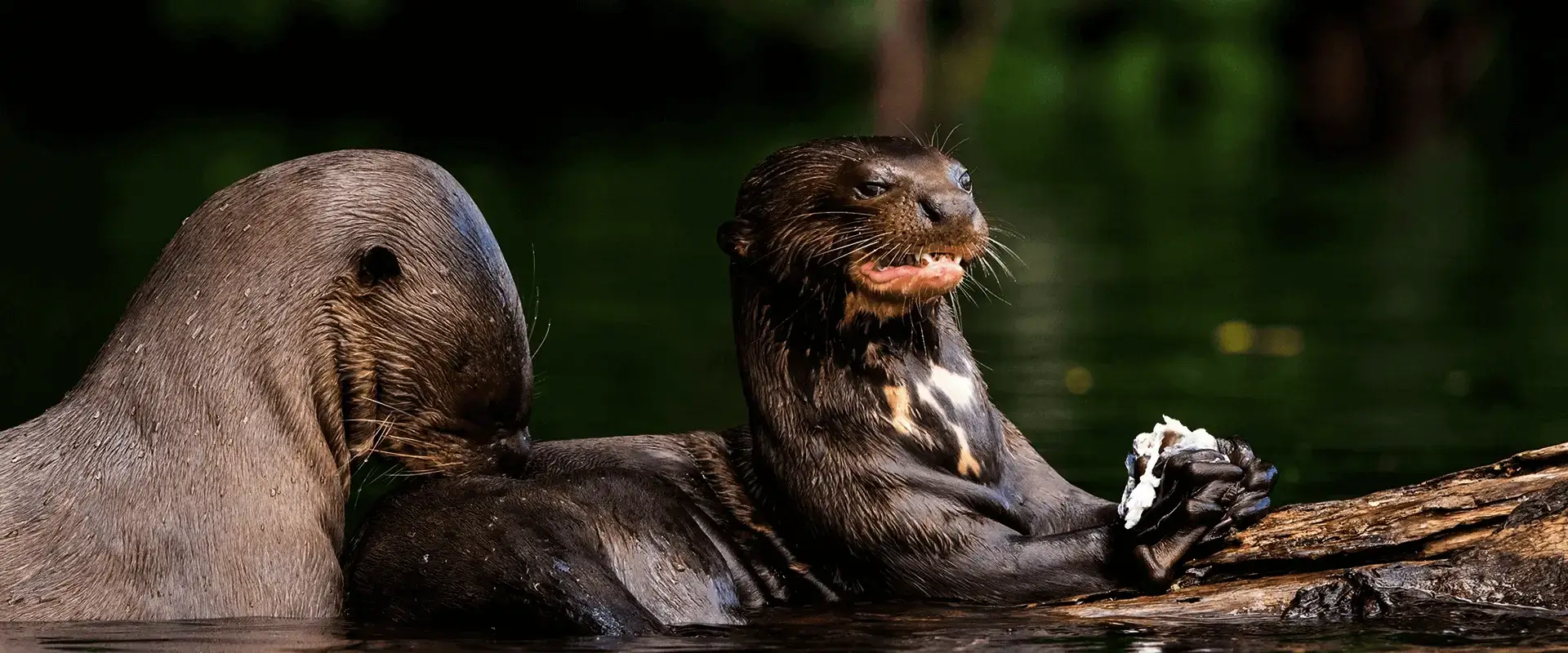 Eco Jungle 01 2 days 1 night