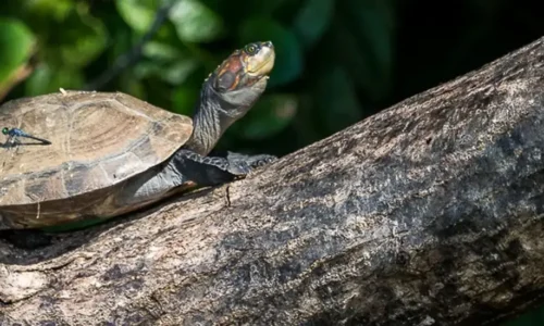 Eco Jungle 02 3 days / 2 nights