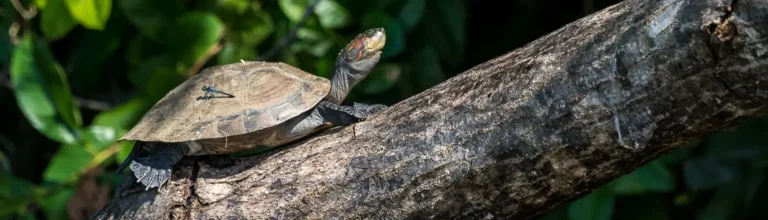 Eco Jungle 02 3 days and 2 nights