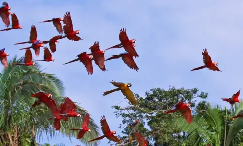 Eco Jungle 04  5 days / 4 nights