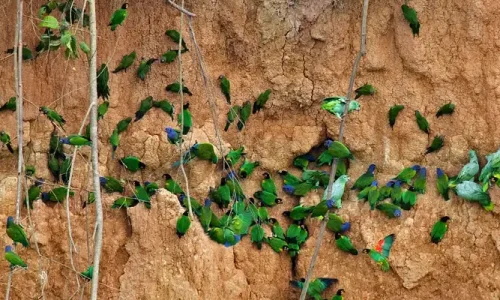 Macaw Clay Lick 4 days / 3 nights