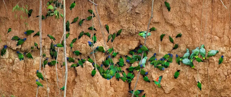 Macaw Clay Lick 4 days 3 nights