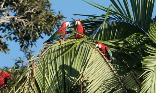 Macaw Clay lick  2 days / 1 night