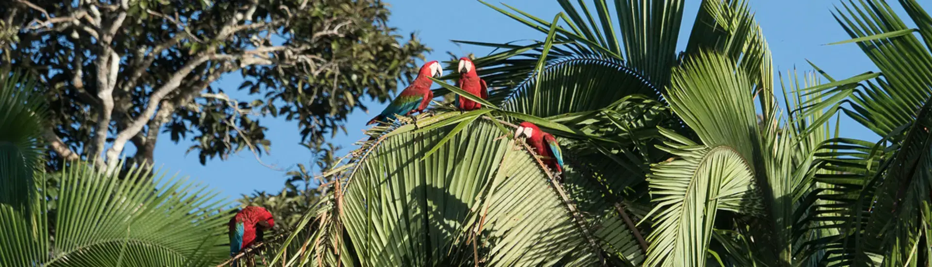 Macaw Clay lick 2 days 1 night
