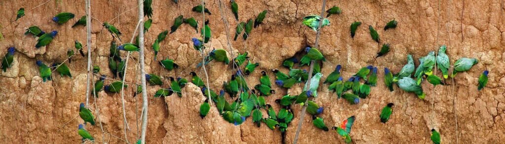 Macaw Clay lick 3 days 2 nights