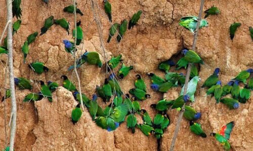Macaw Clay lick 3 days / 2 nights