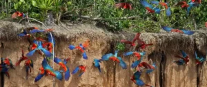 Chuncho Macaw Clay Lick Full Day Tour
