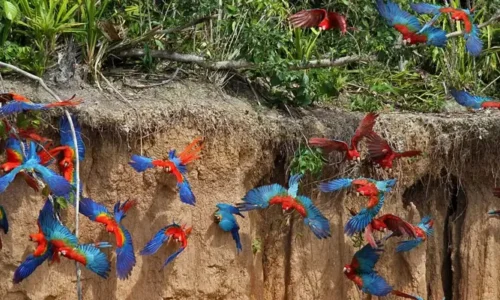 Full day Macaw Clay lick