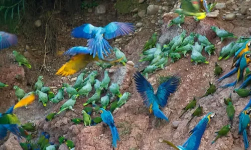 Macaw Clay lick & Lake Sandoval