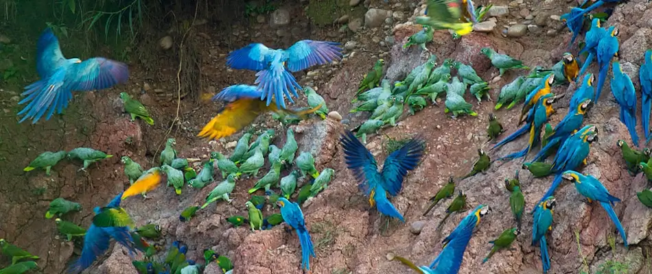Macaw Clay lick & Lake Sandoval