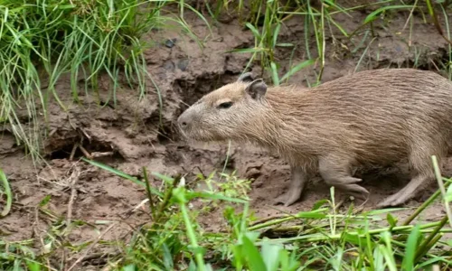 Eco Jungle 06 4 days / 3 nights