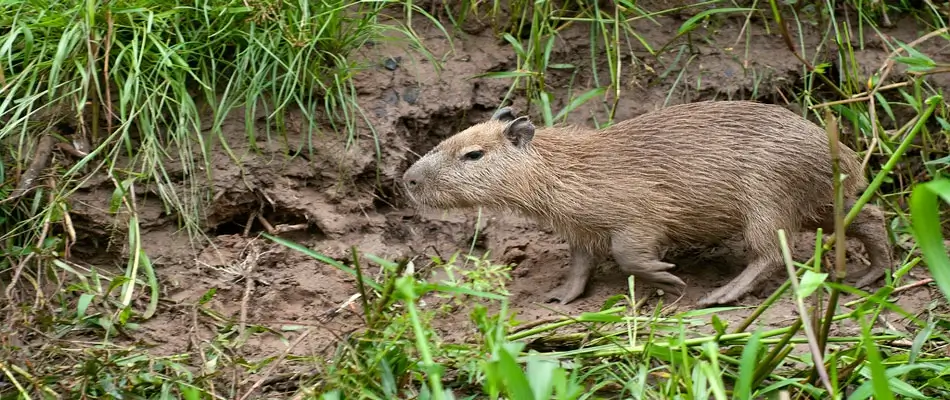 Eco Jungle 06 4 days / 3 nights