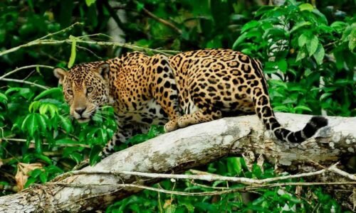 Tour Full Day Lago Valencia